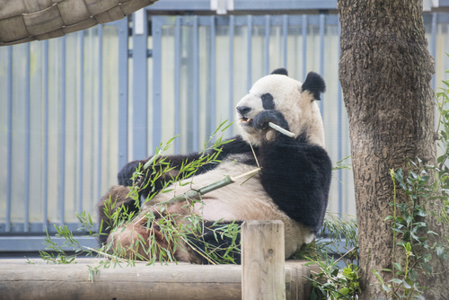 上野動物園