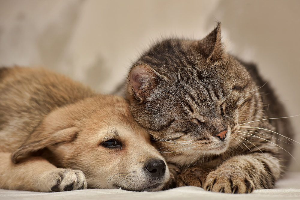 犬と猫