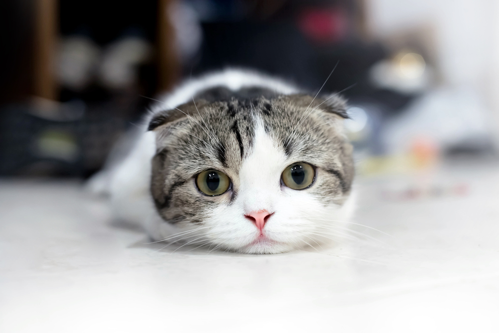 cat